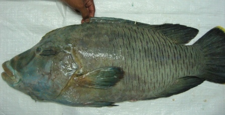 Cheilinus undulatus Humphead wrasse, Yaya Gerard 1.jpg